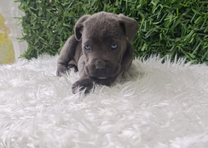 Blue cane corso bebekler